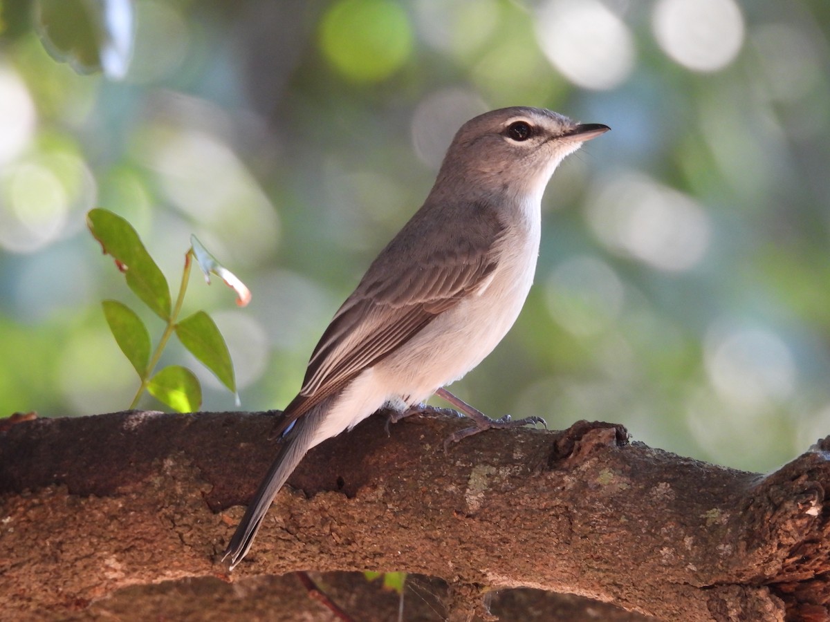 Ashy Flycatcher - ML637870276