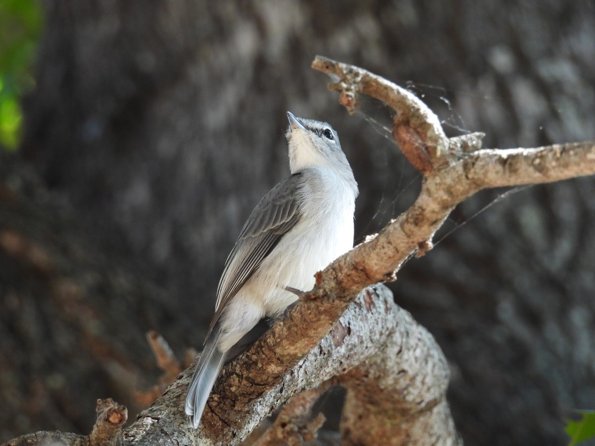 Ashy Flycatcher - ML637870281