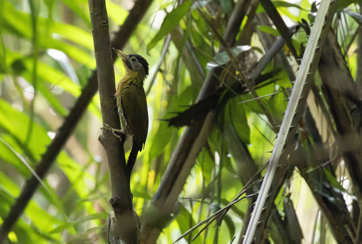 Laced Woodpecker - ML637870303