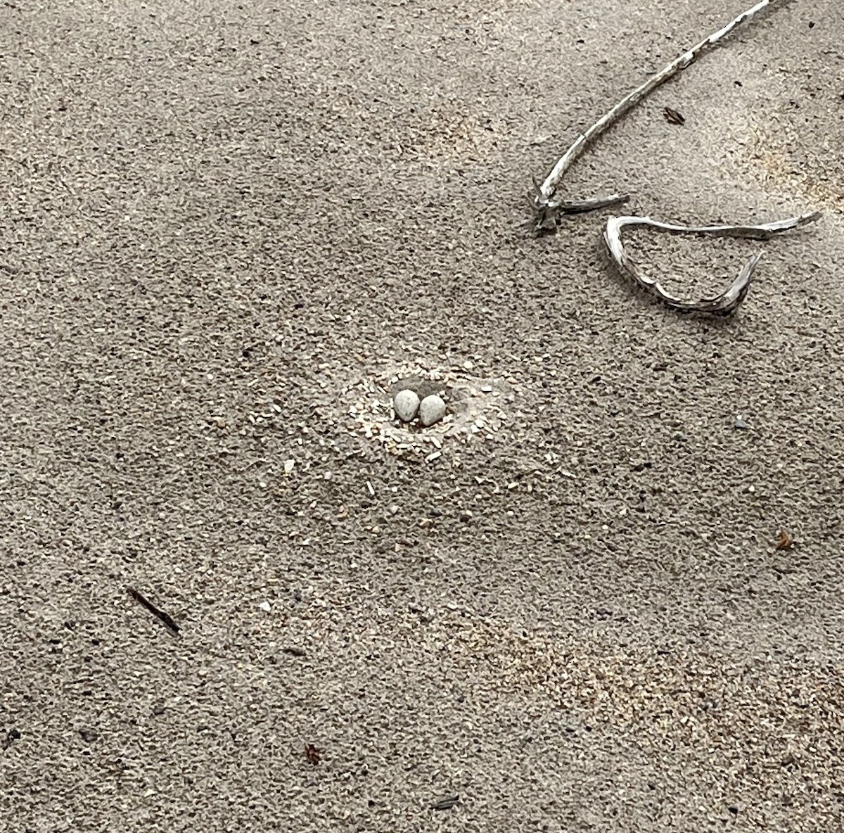 Piping Plover - ML637870314