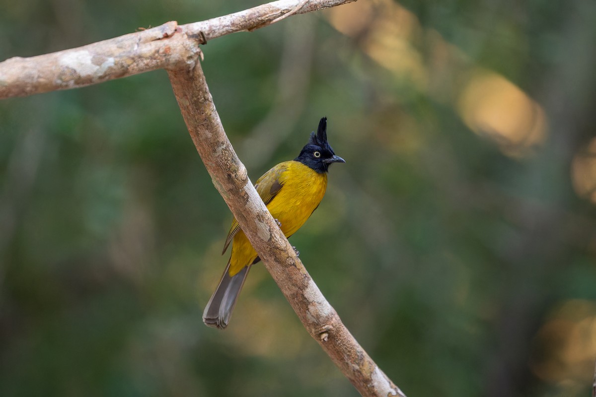 Bulbul à huppe noire - ML637870328