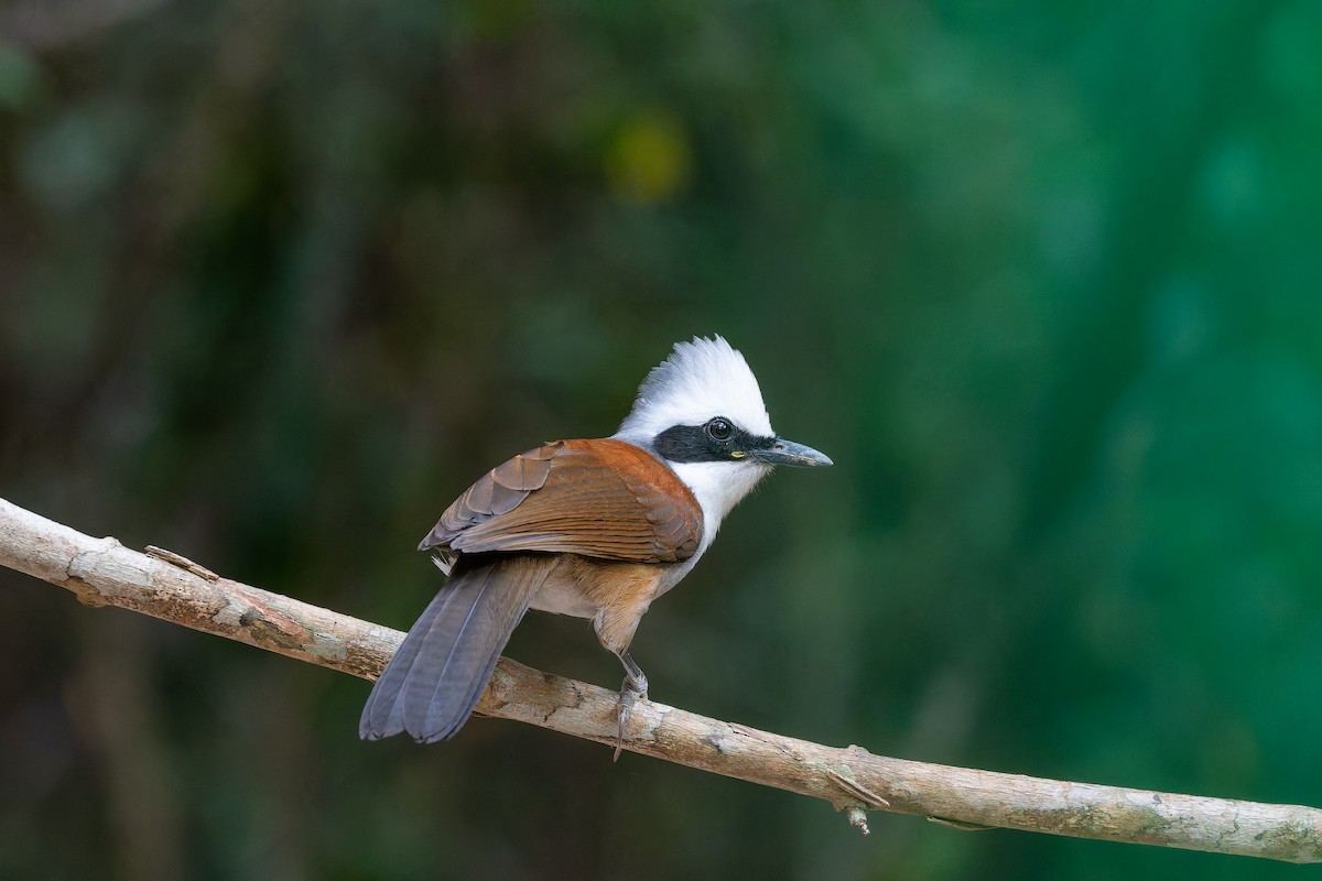 White-crested Laughingthrush - ML637870342
