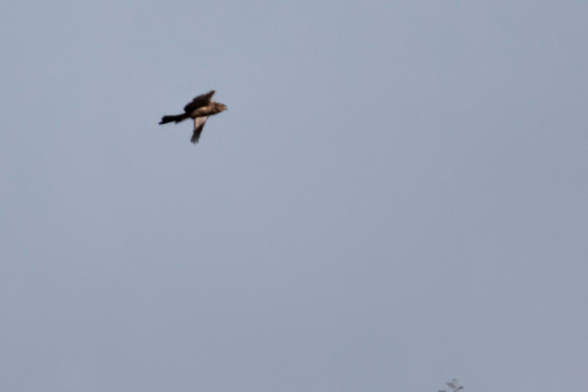 Spotted Harrier - ML637870353