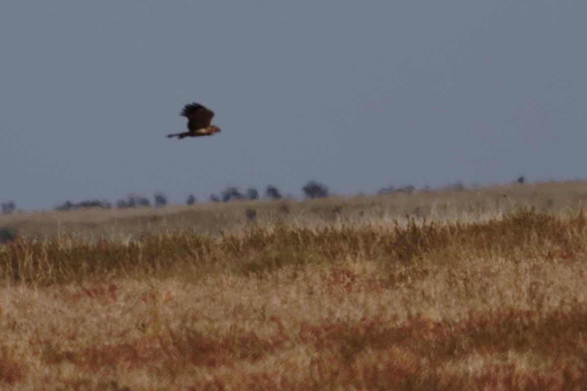 Spotted Harrier - ML637870365