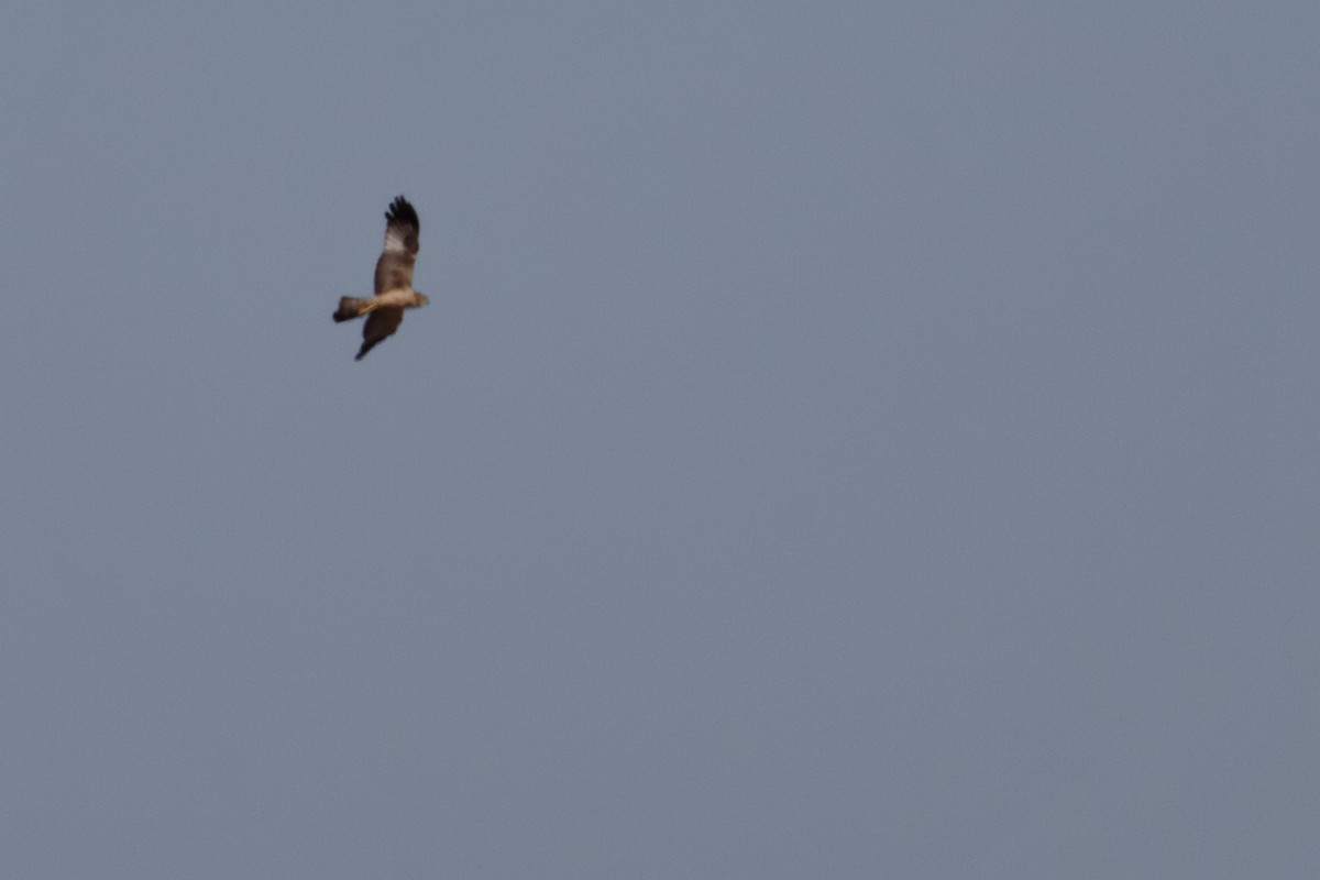 Spotted Harrier - ML637870367