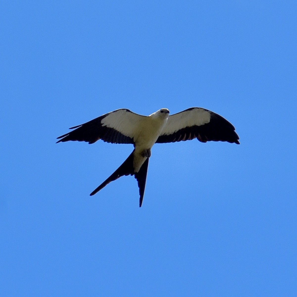 Swallow-tailed Kite - ML637870371