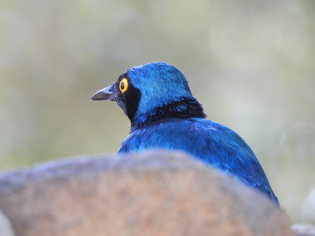 Greater Blue-eared Starling - ML637870375