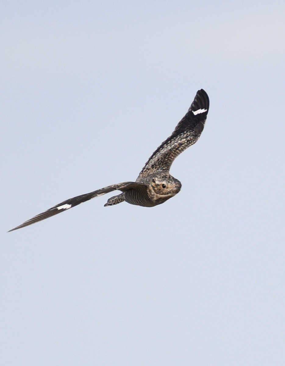 Common Nighthawk - ML637870380