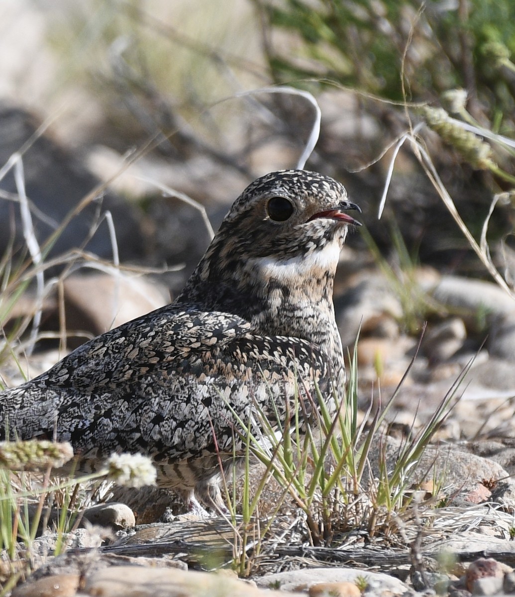 Common Nighthawk - ML637870381
