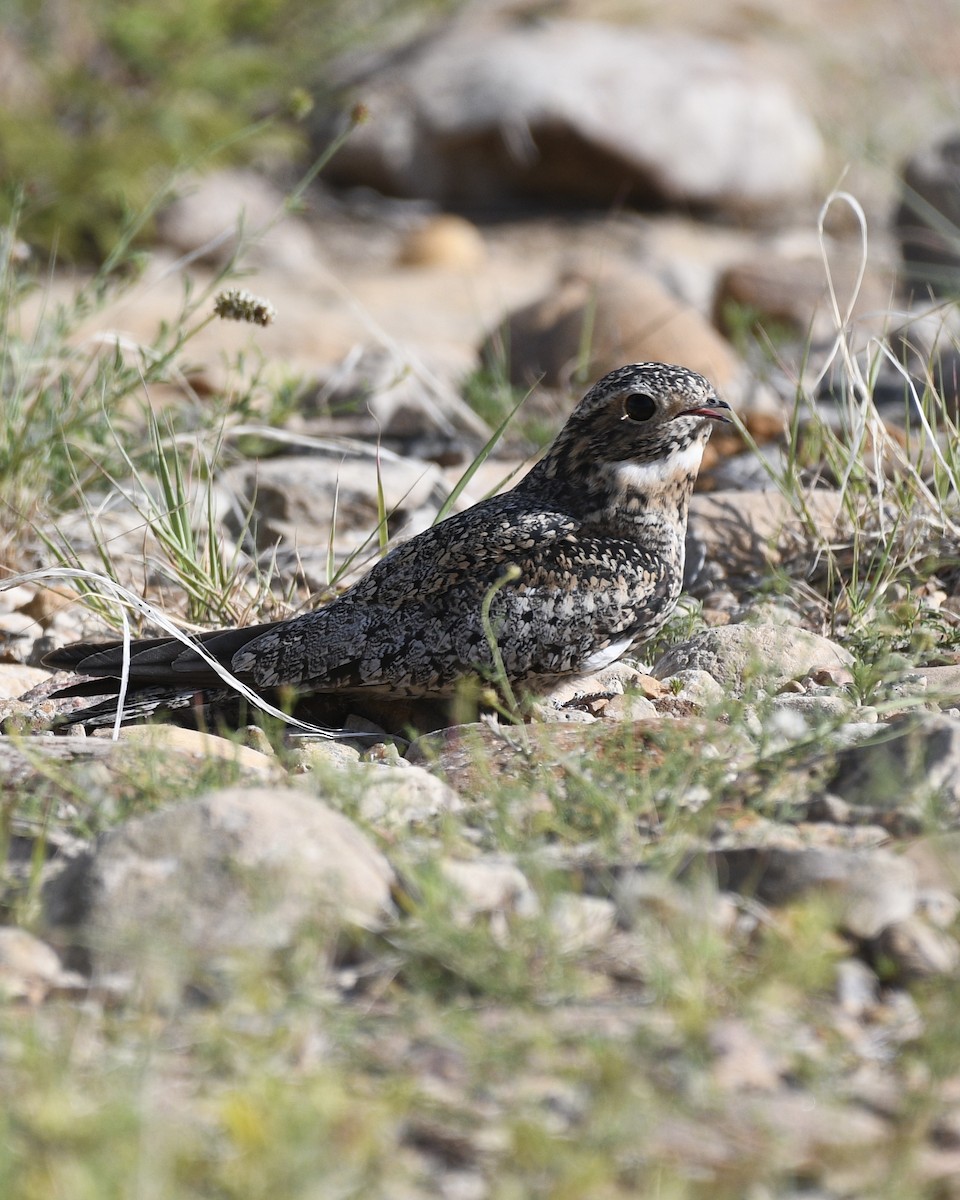 Common Nighthawk - ML637870384