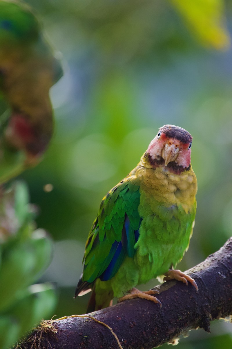 Rose-faced Parrot - ML637870387