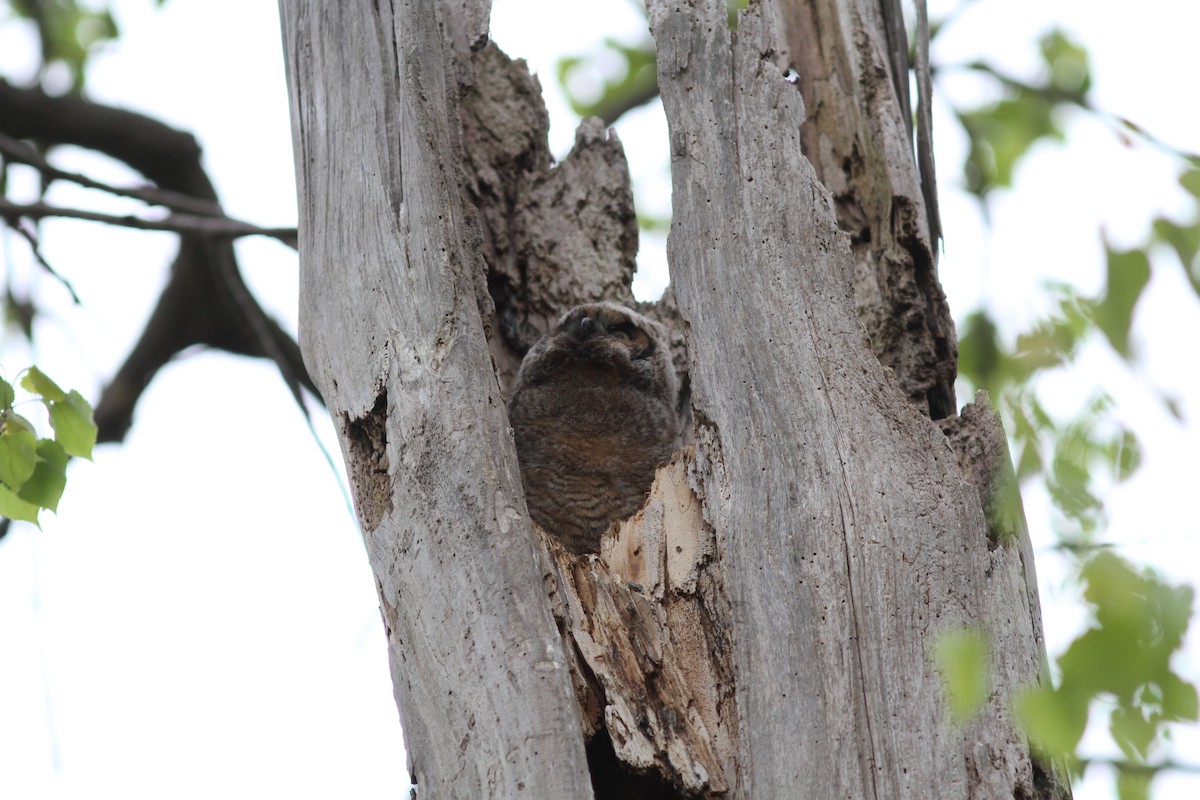 Great Horned Owl - ML637870396