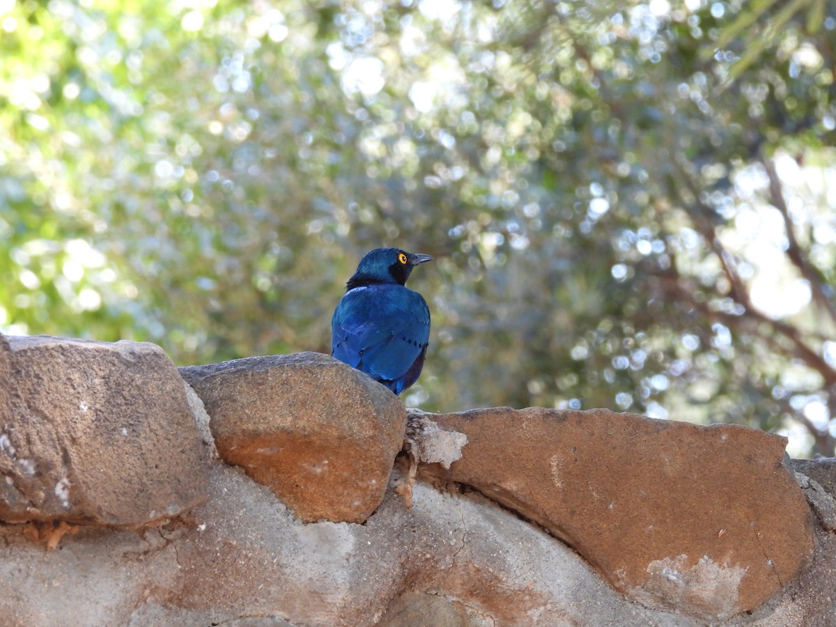 Greater Blue-eared Starling - ML637870400