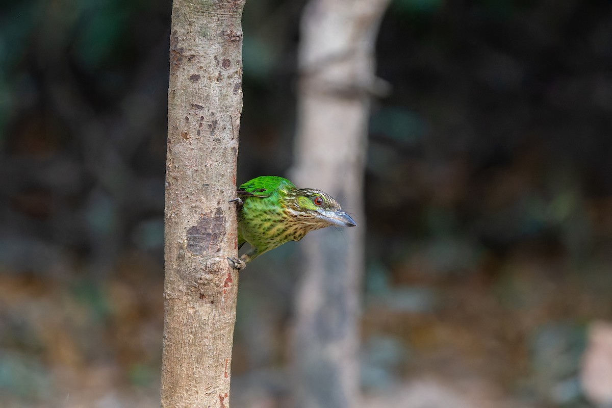 Green-eared Barbet - ML637870422
