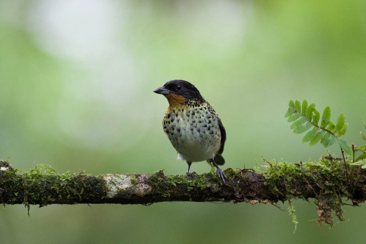 Rufous-throated Tanager - ML637870426