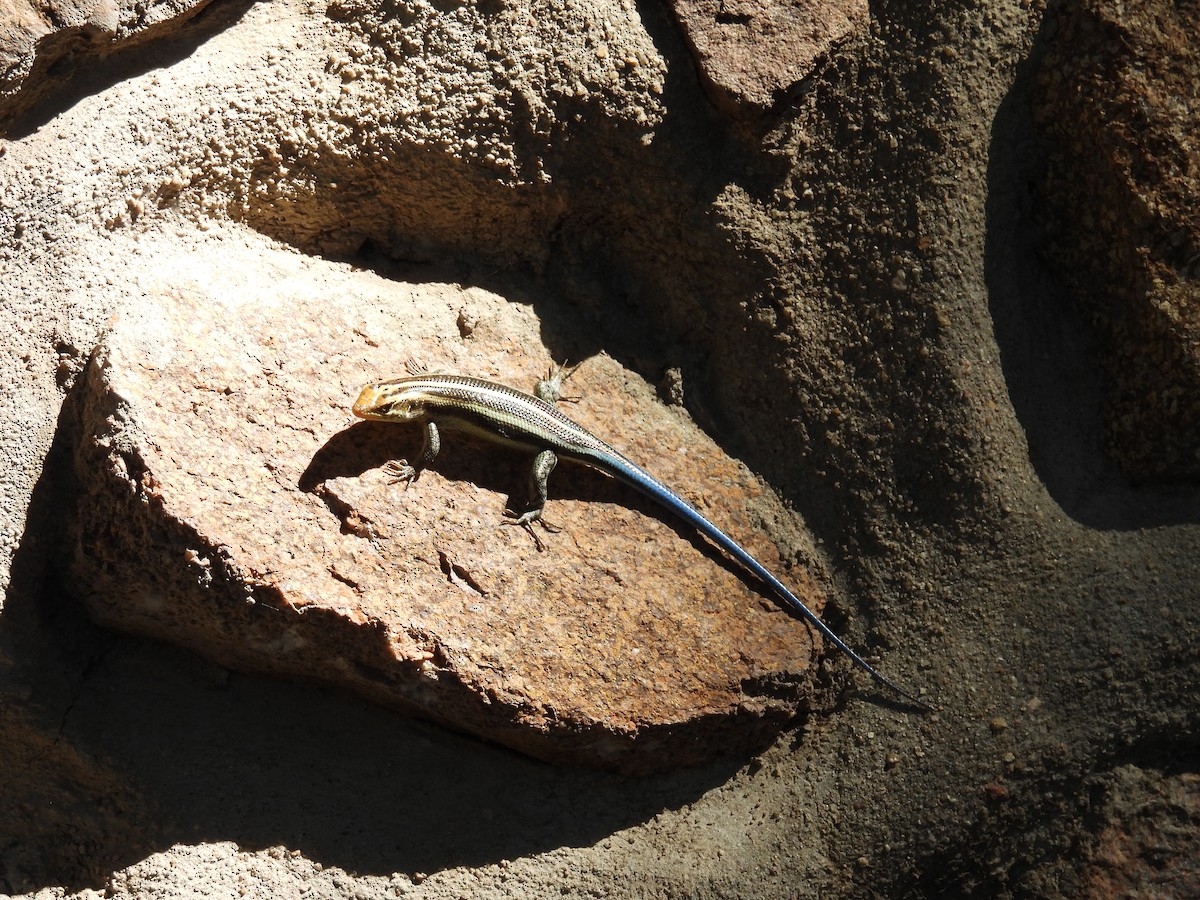 Rainbow Skink - ML637870430