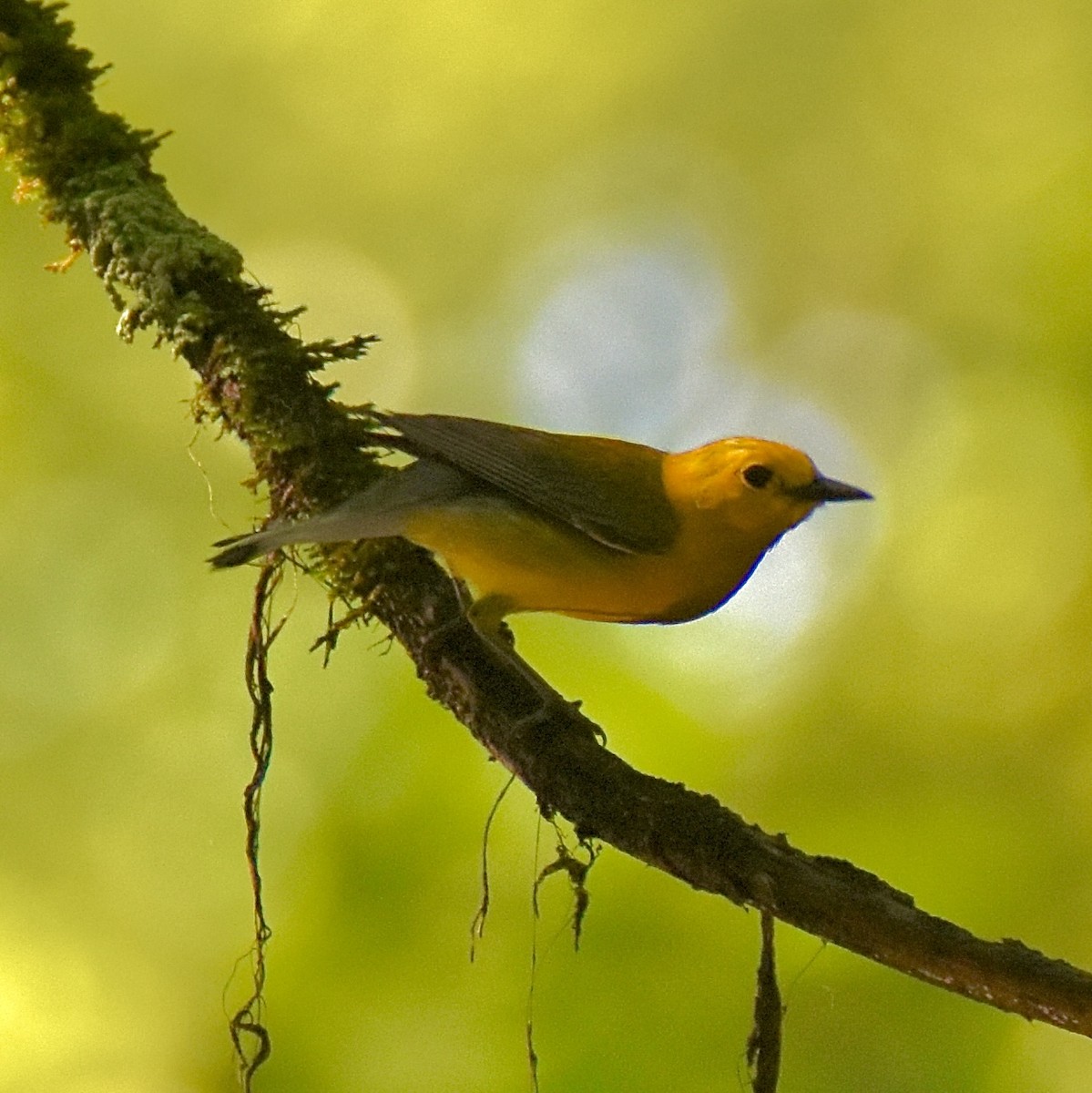 Prothonotary Warbler - ML637870440