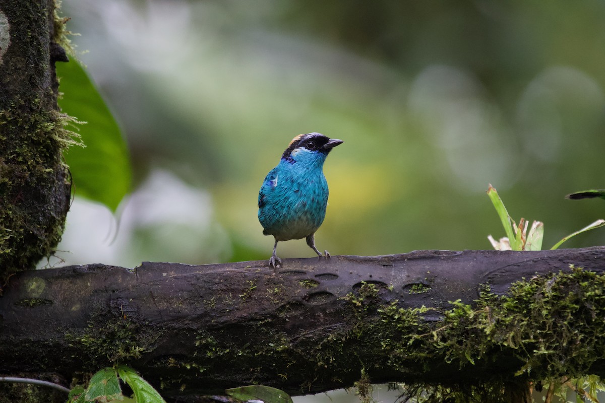 Golden-naped Tanager - ML637870444