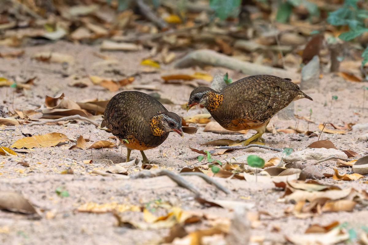 Scaly-breasted Partridge - ML637870461