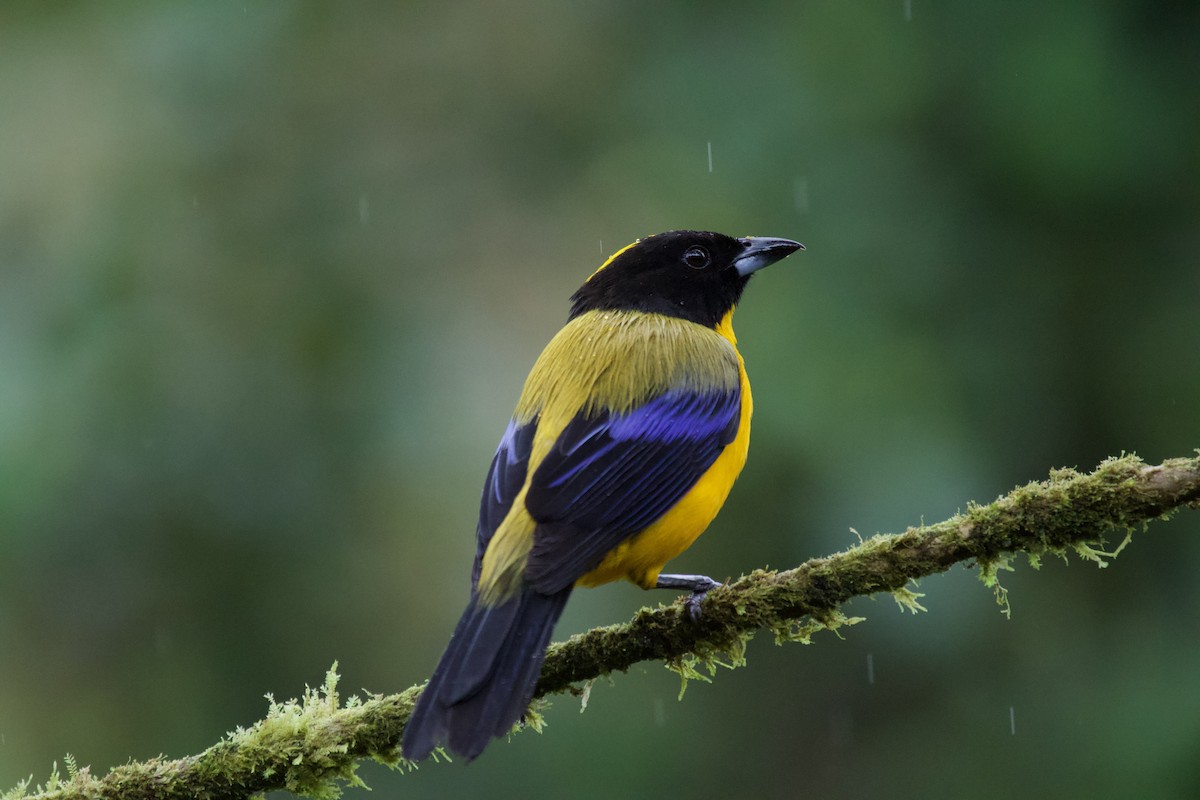 Black-chinned Mountain Tanager - ML637870467