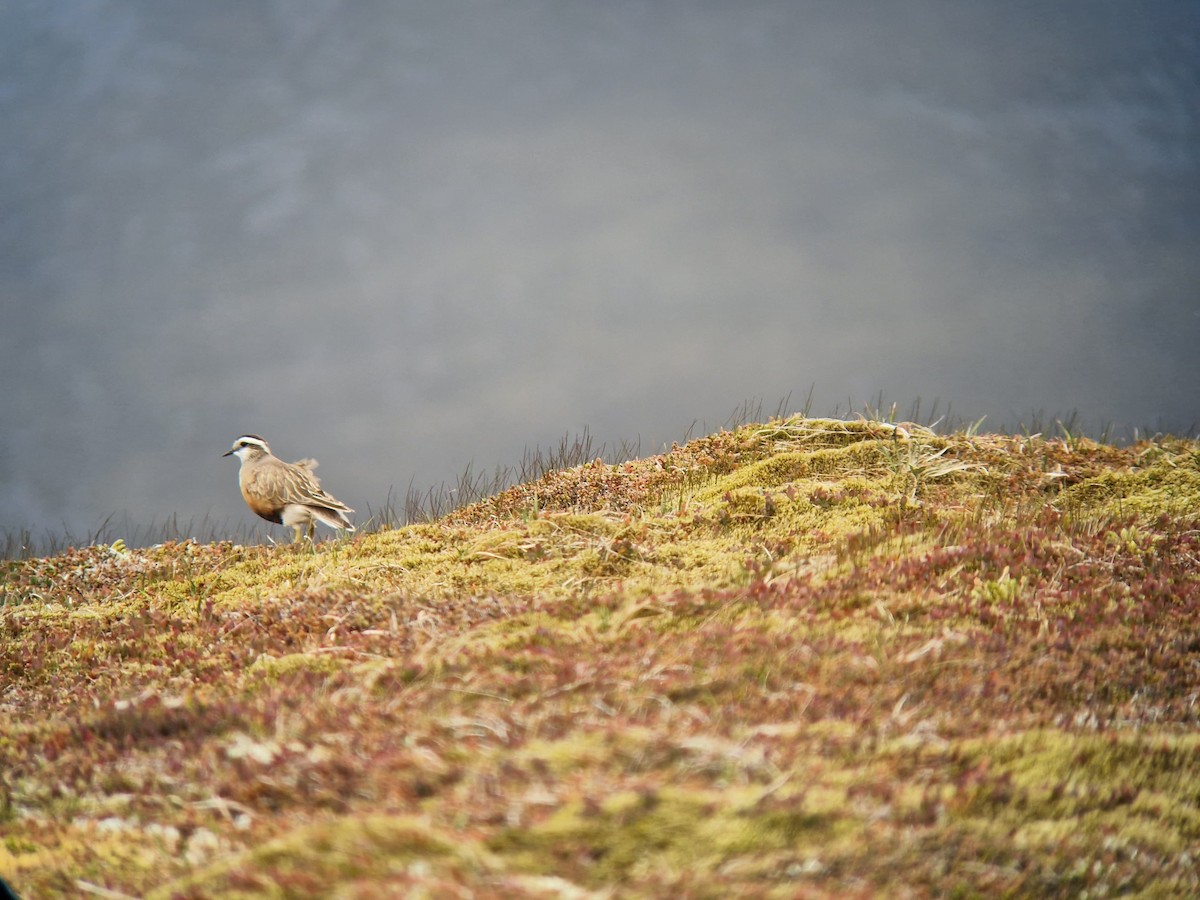 Eurasian Dotterel - ML637870486