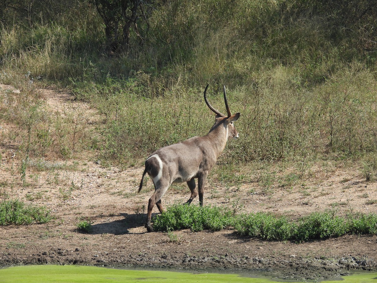 Waterbuck - ML637870488