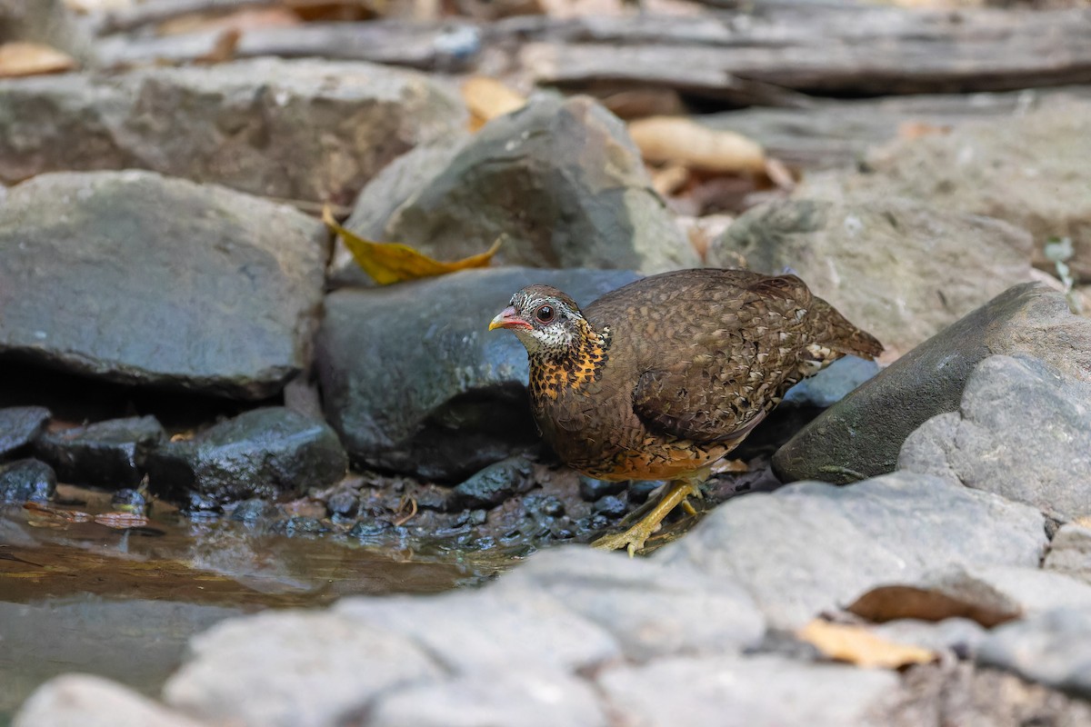 Scaly-breasted Partridge - ML637870499
