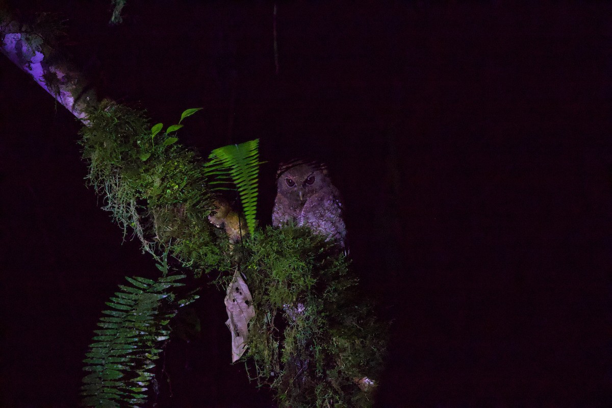 Choco Screech-Owl - ML637870502
