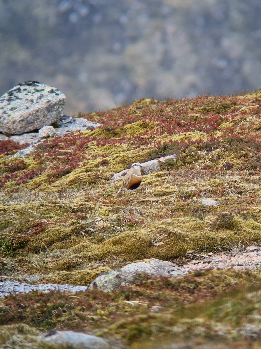 Eurasian Dotterel - ML637870529