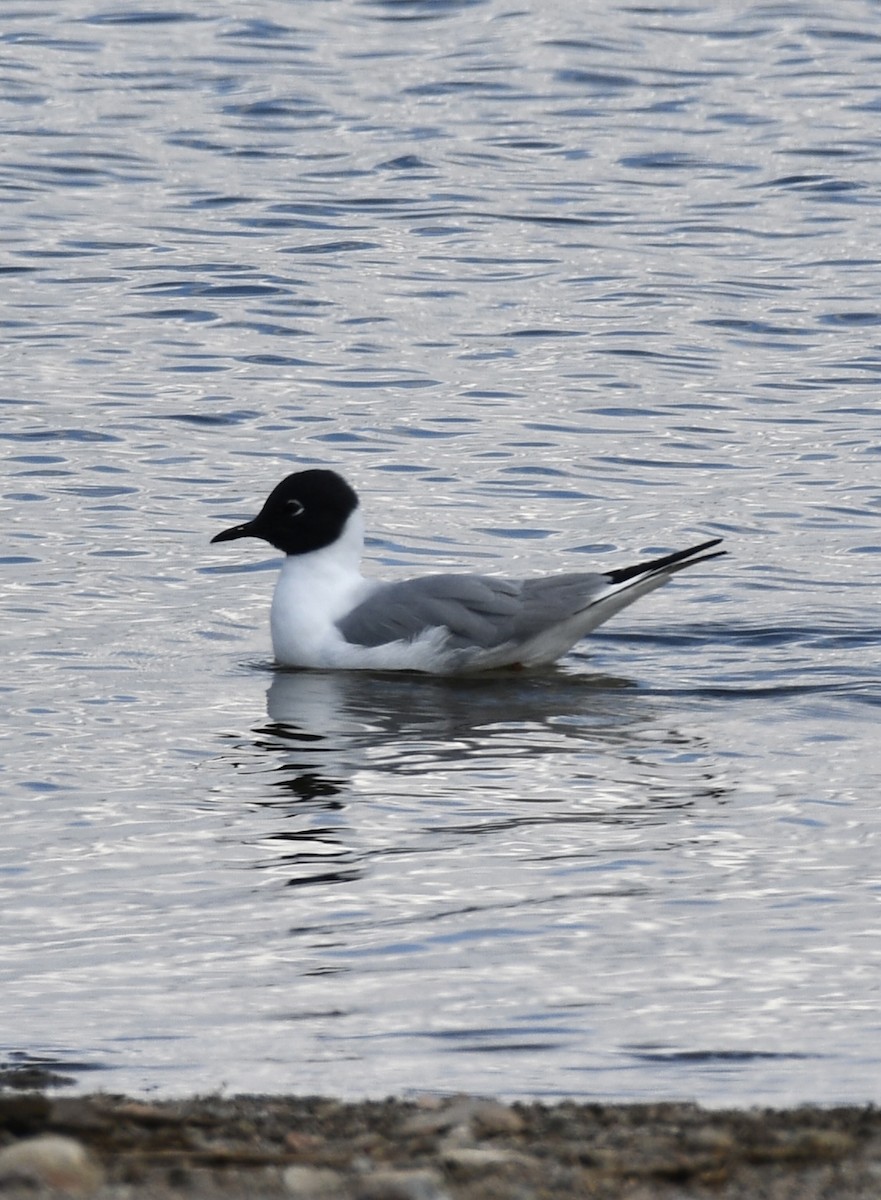 kanadahettemåke - ML637870535