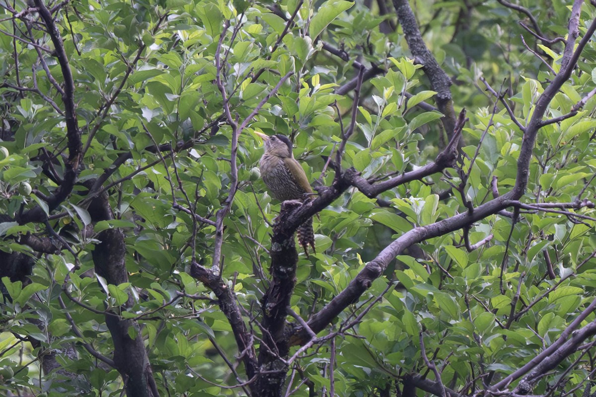 Scaly-bellied Woodpecker - ML637870651