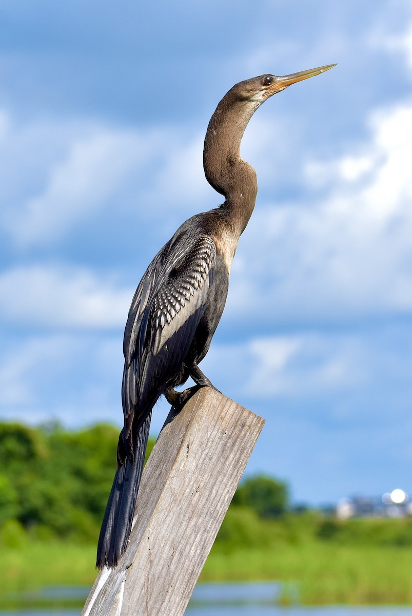 Anhinga - ML637870663