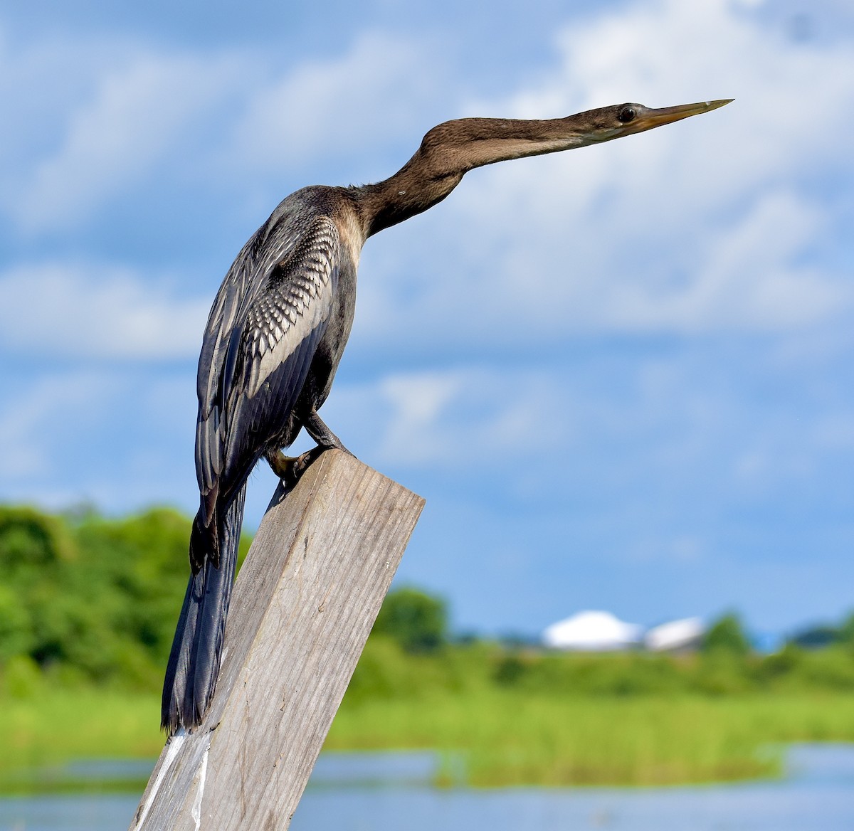 Anhinga - ML637870664