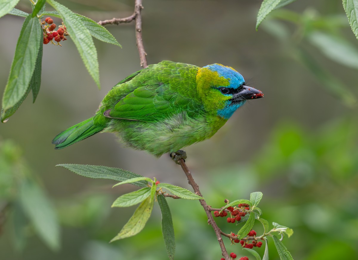 Golden-naped Barbet - ML637870671