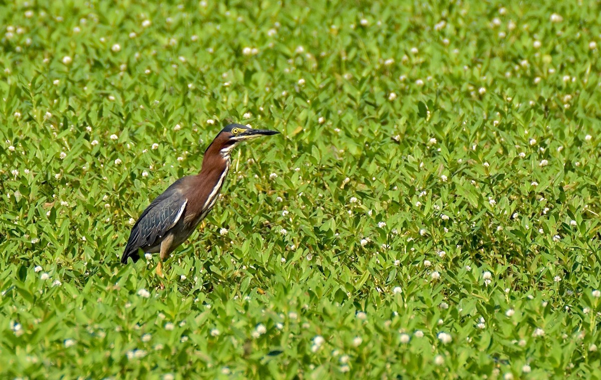 Green Heron - ML637870676