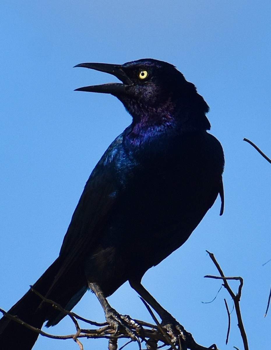 Boat-tailed Grackle - ML637870684