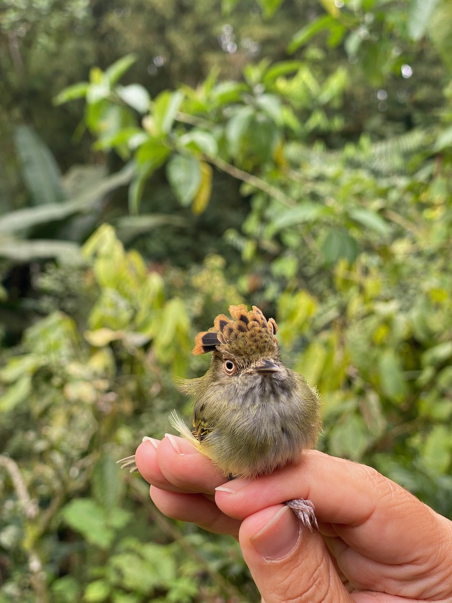 Scale-crested Pygmy-Tyrant - ML637870705