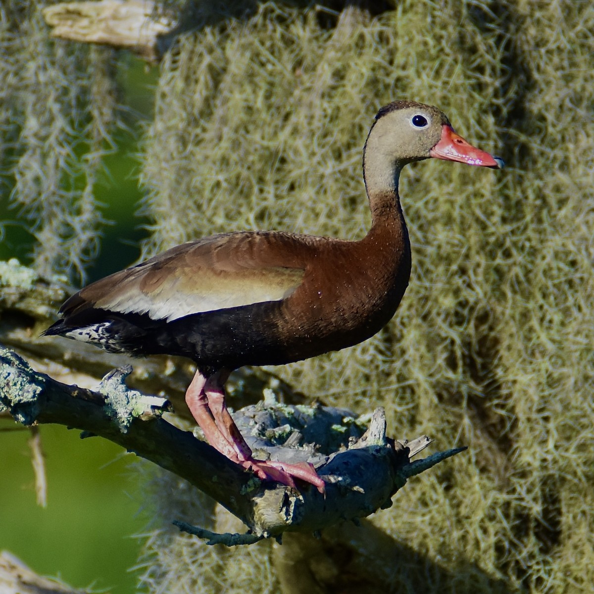 Black-bellied Whistling-Duck - ML637870709