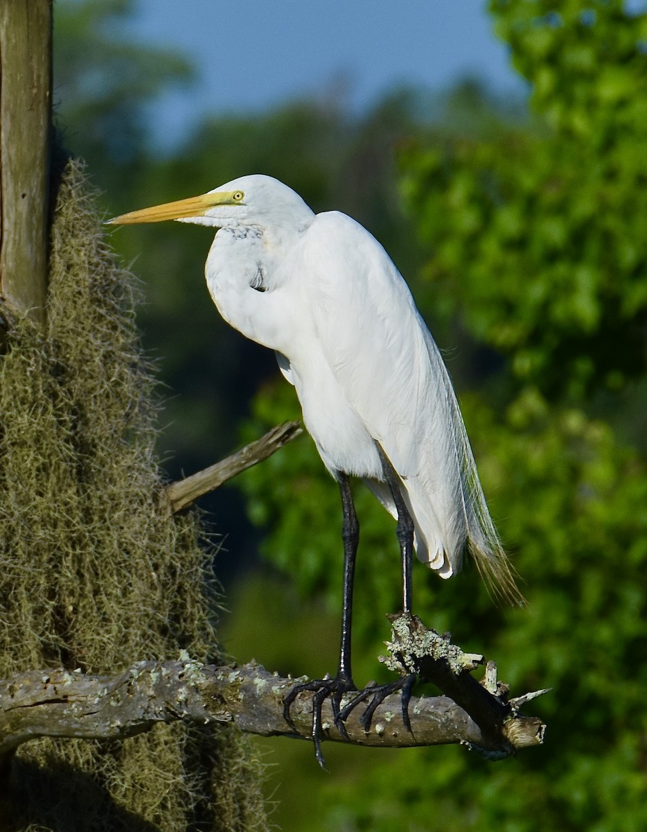 Great Egret - ML637870732