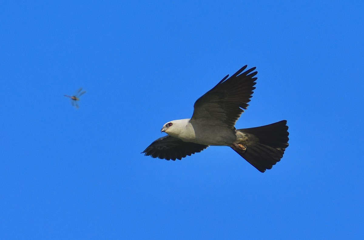 Mississippi Kite - ML637870734