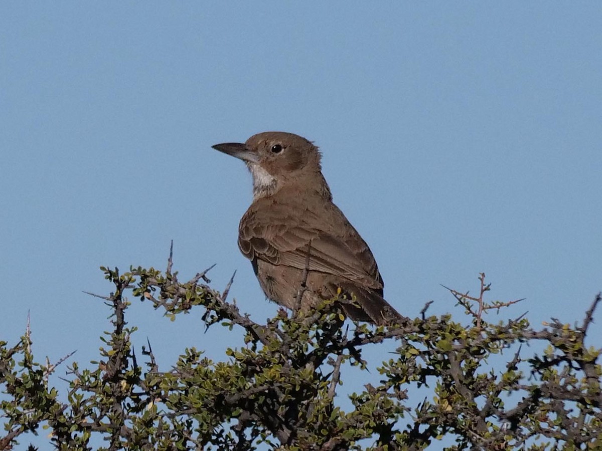 White-throated Cacholote - ML637870752