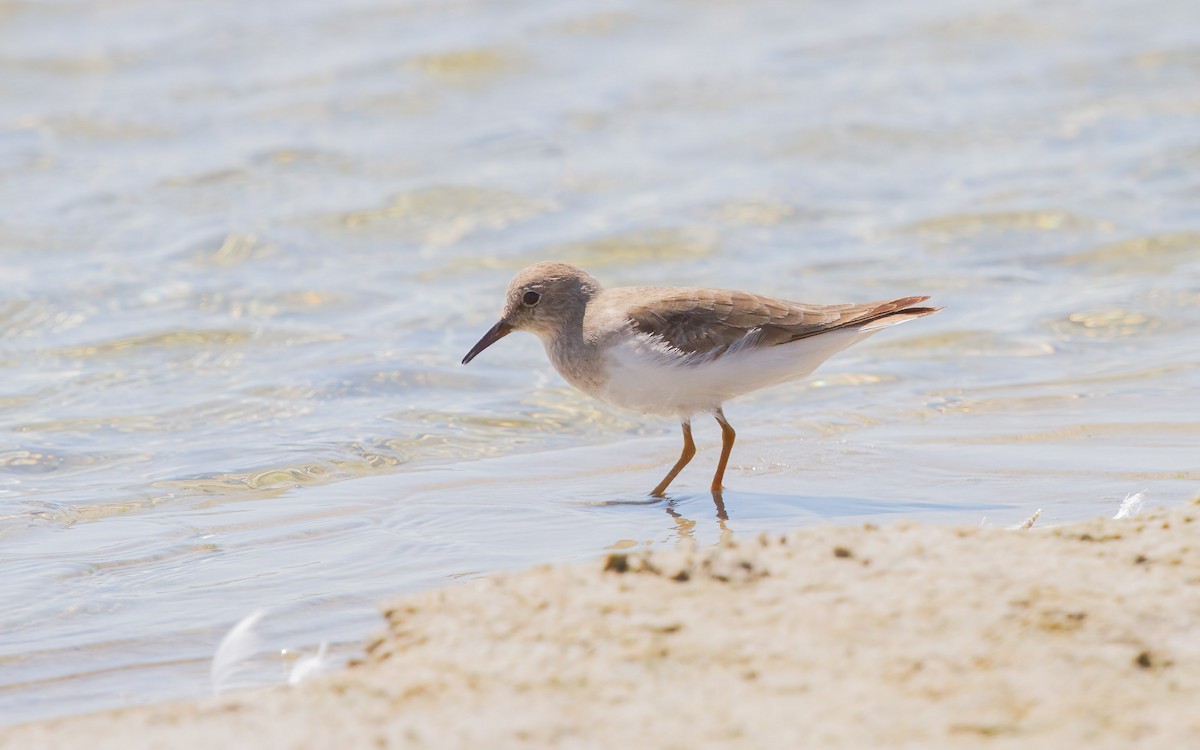 Temminck's Stint - ML637870758