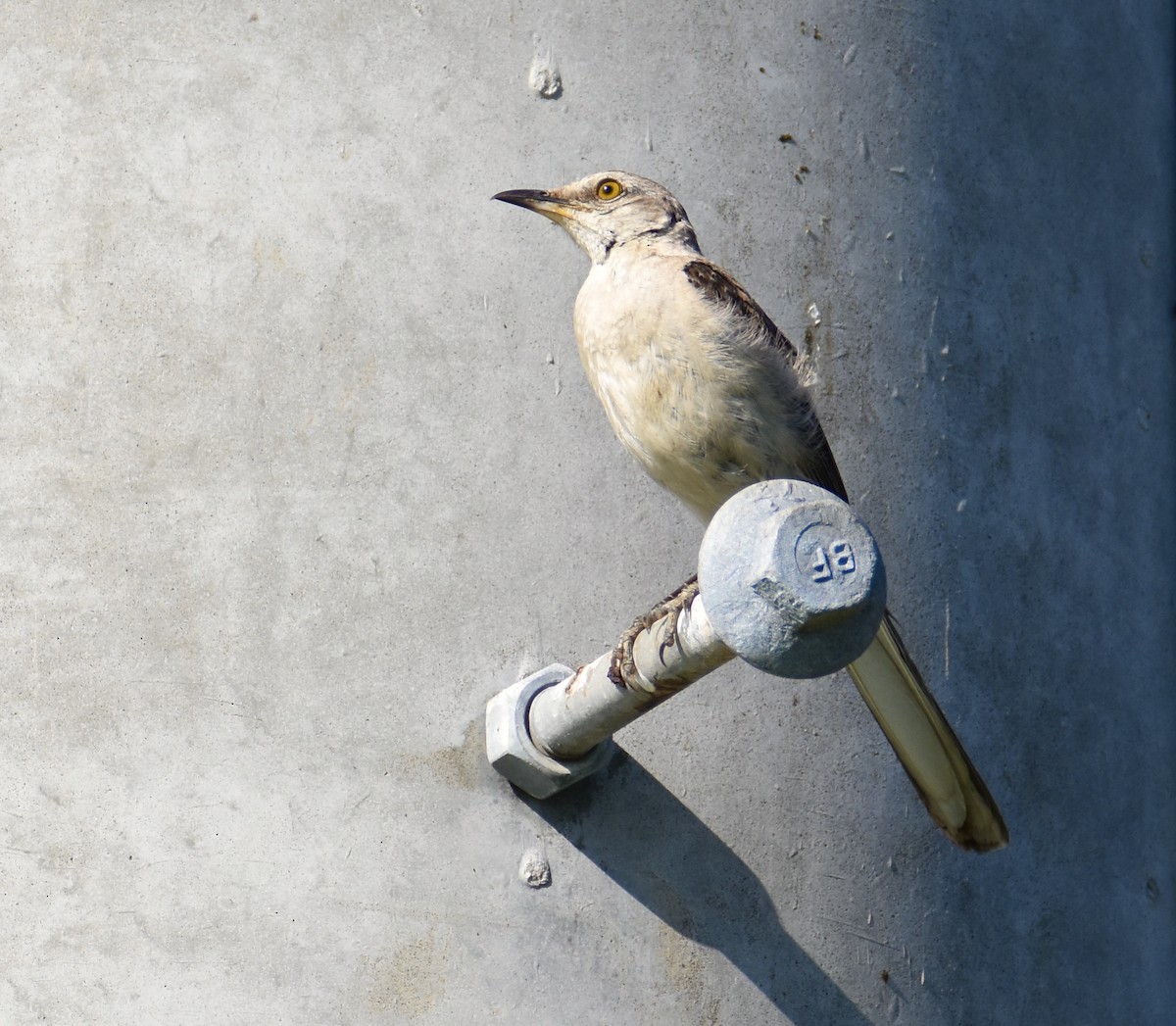 Northern Mockingbird - ML637870797