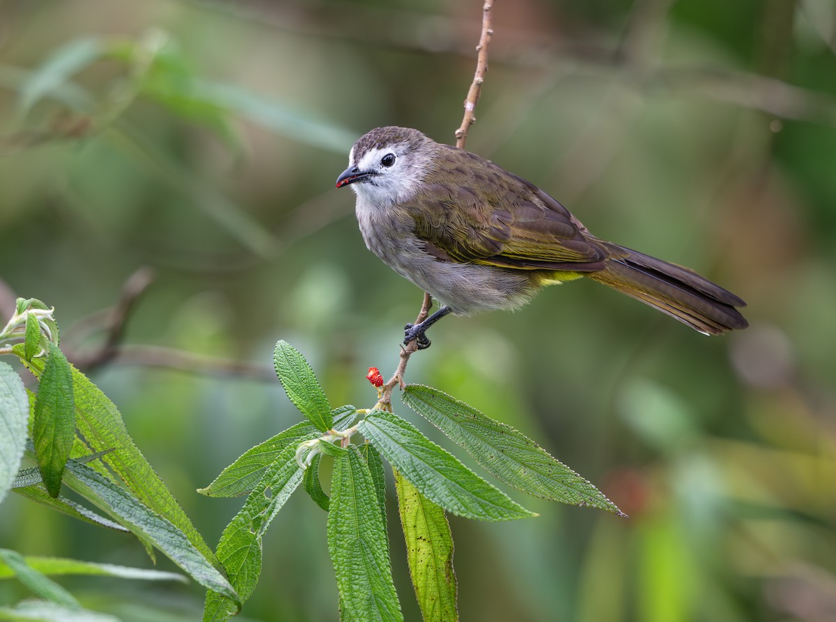 Pale-faced Bulbul - ML637870799