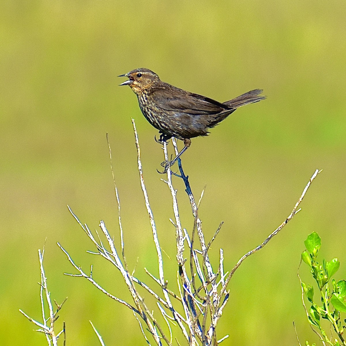 Red-winged Blackbird - ML637870805
