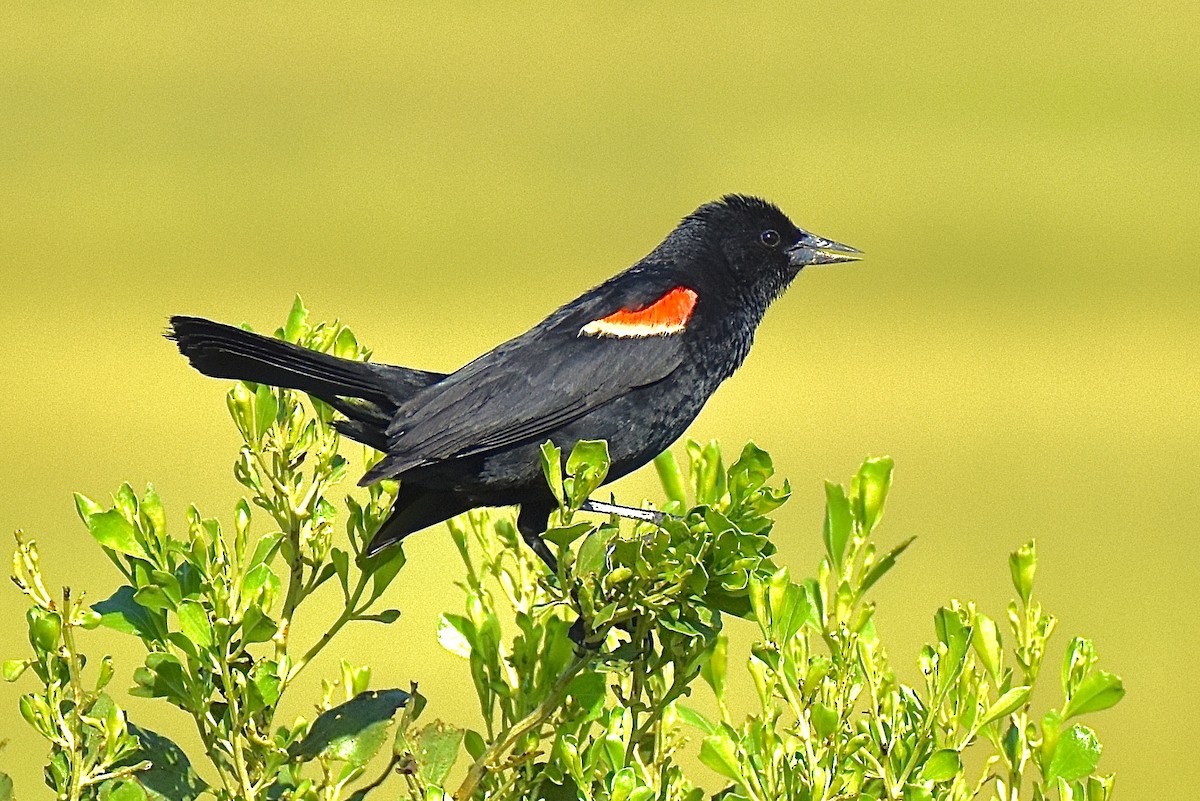Red-winged Blackbird - ML637870806