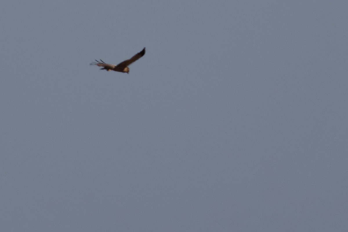 Spotted Harrier - ML637870807