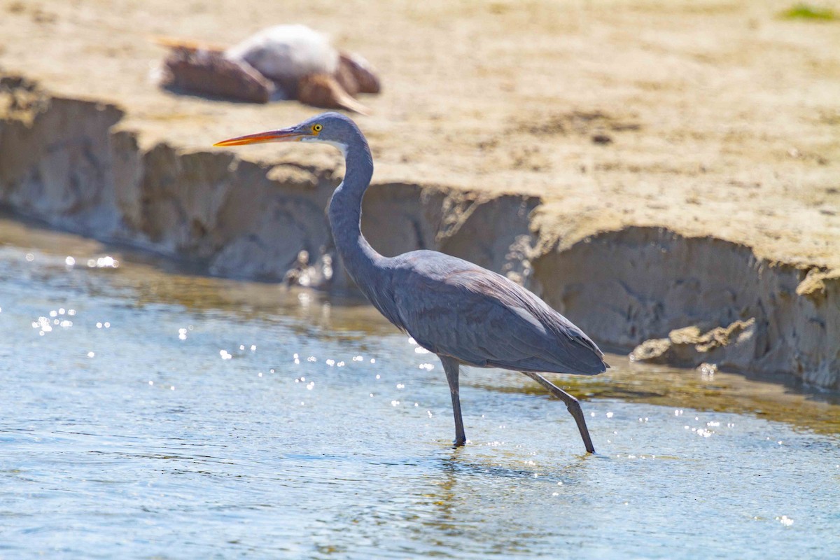 Western Reef-Heron - ML637870808