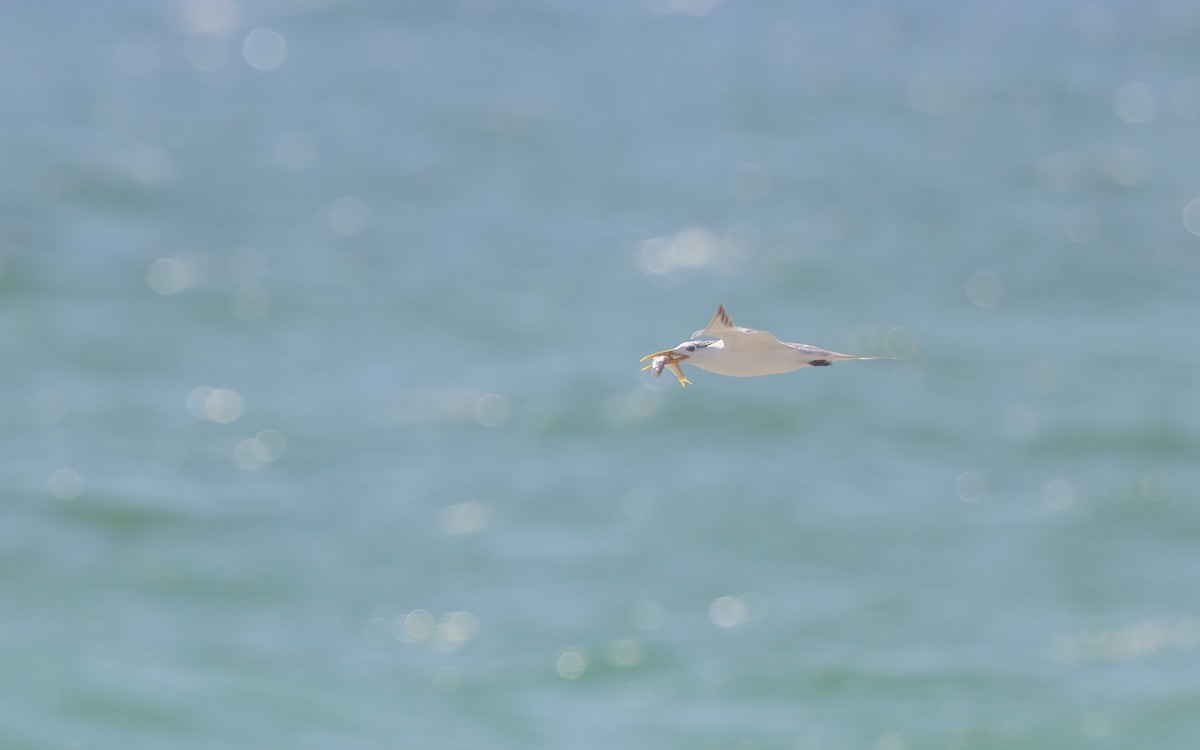 Lesser Crested Tern - ML637870826
