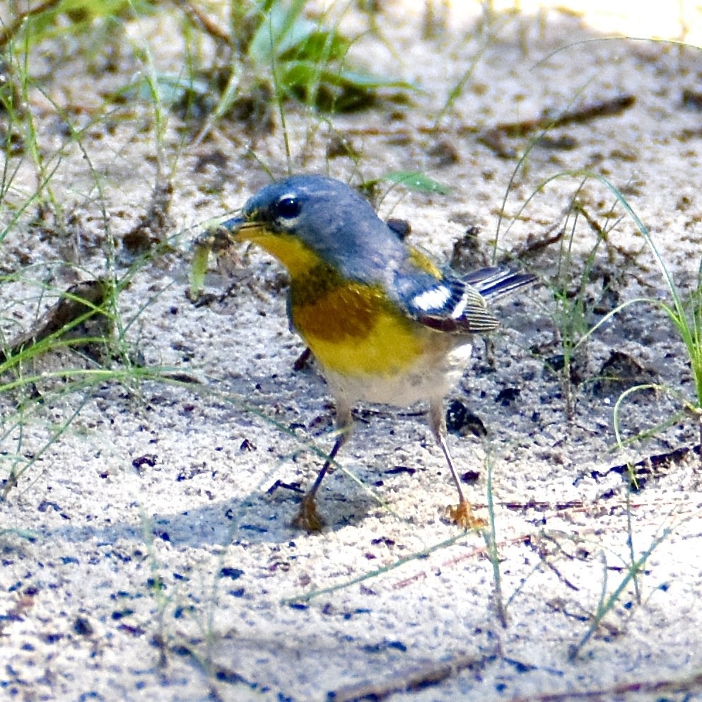 lesňáček lišejníkový - ML637870830